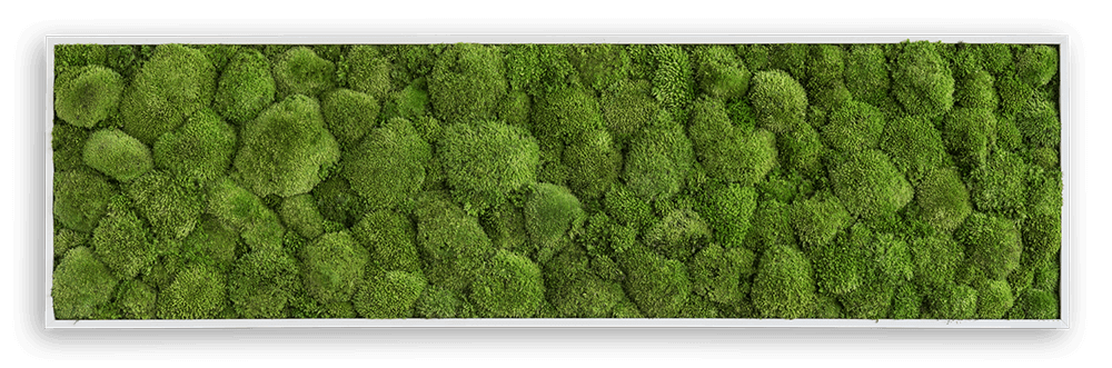 500g Per Box Custom Design Green Indoor Decorative Moss Wall for Coffee  Shop - China Moss and Preserved Moss price