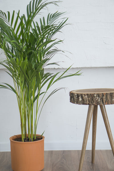 Stala Oak Slice Side Table-Furnishings-SUSTAINABLE DECOR, TABLES-Forest Homes-Nature inspired decor-Nature decor