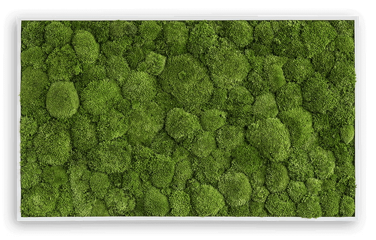 Forest Green Moss Wall Art: Real Moss Wall Art | Forest Homes