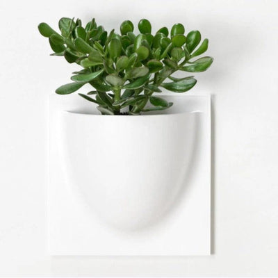 White VertiPlant Bio Wall Container-Home Goods-BOXES / ORGANISERS / CONTAINERS, SUPPORT / BASES / STANDS, SUSTAINABLE DECOR, WALL HANGERS-Forest Homes-Nature inspired decor-Nature decor